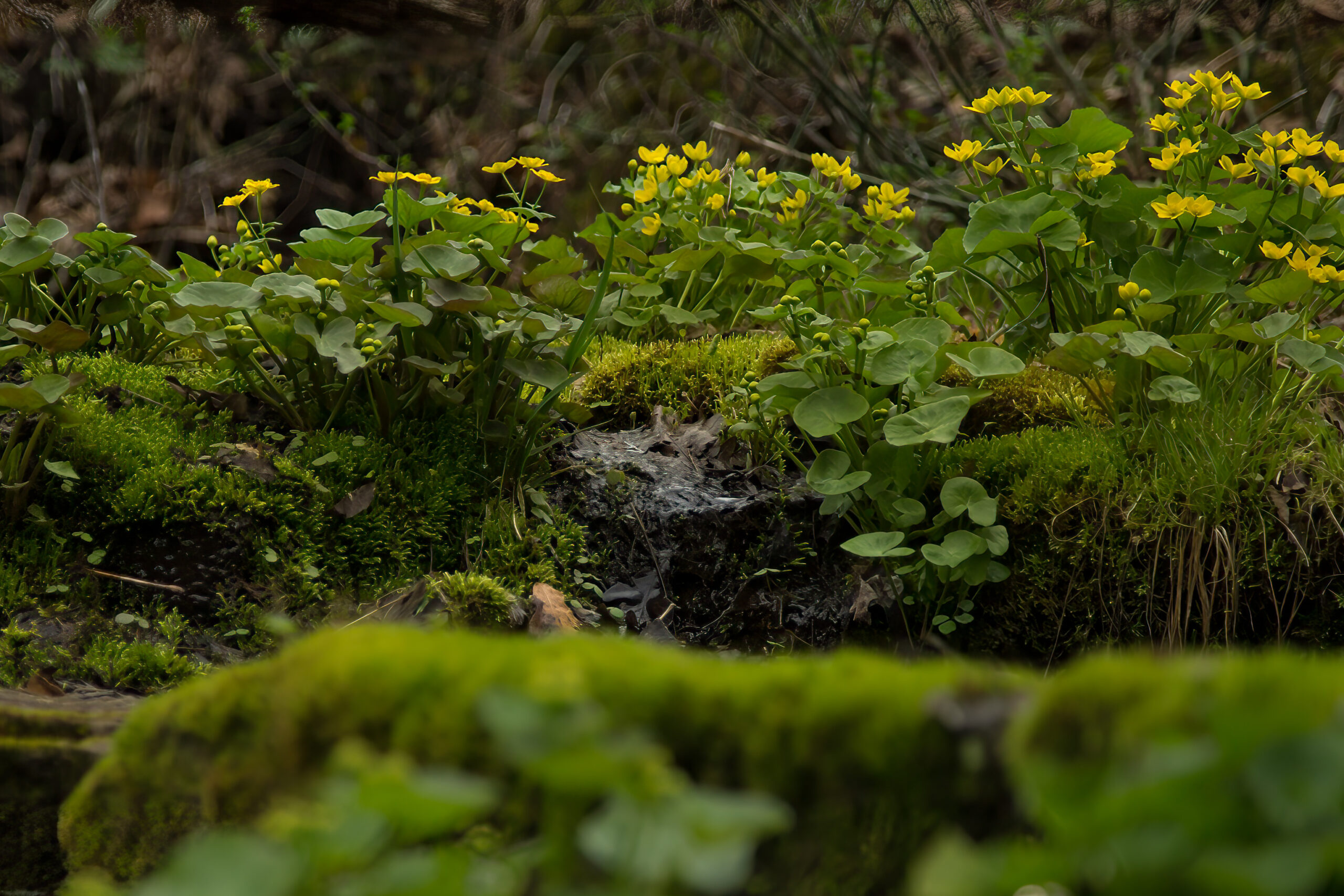 Marsh marigold, Caltha palustris, taken in wild, in Minnesota, spring, Agnieszka Bacal.